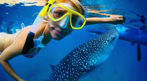 Woman swimming with whale sharks in Curaçao