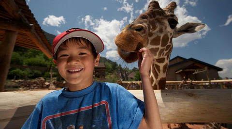 Young boy stroking giraffe at the zoo